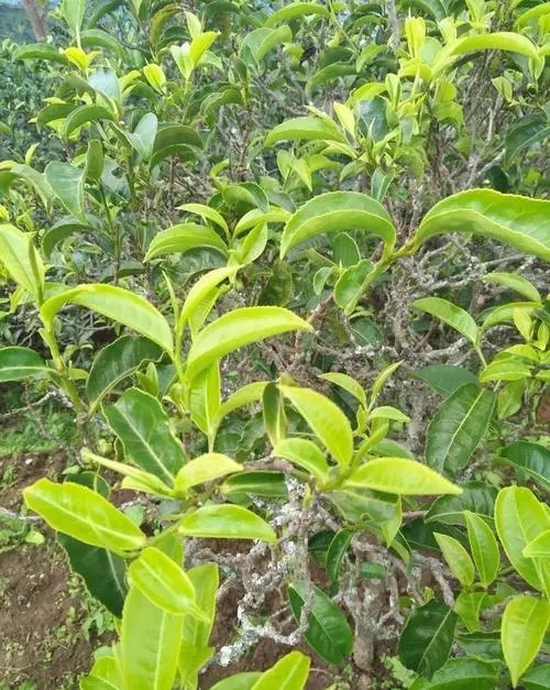 2023年鍋底塘古樹春茶口感如何？