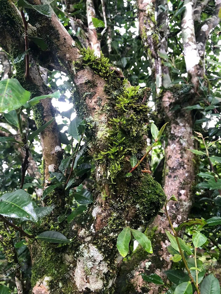 2023年永德大雪山古樹春茶品質(zhì)如何？