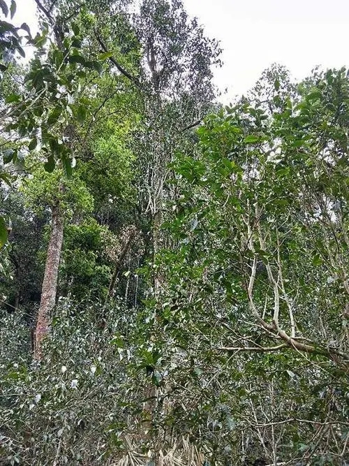 2023年多依樹古樹春茶品質(zhì)如何？