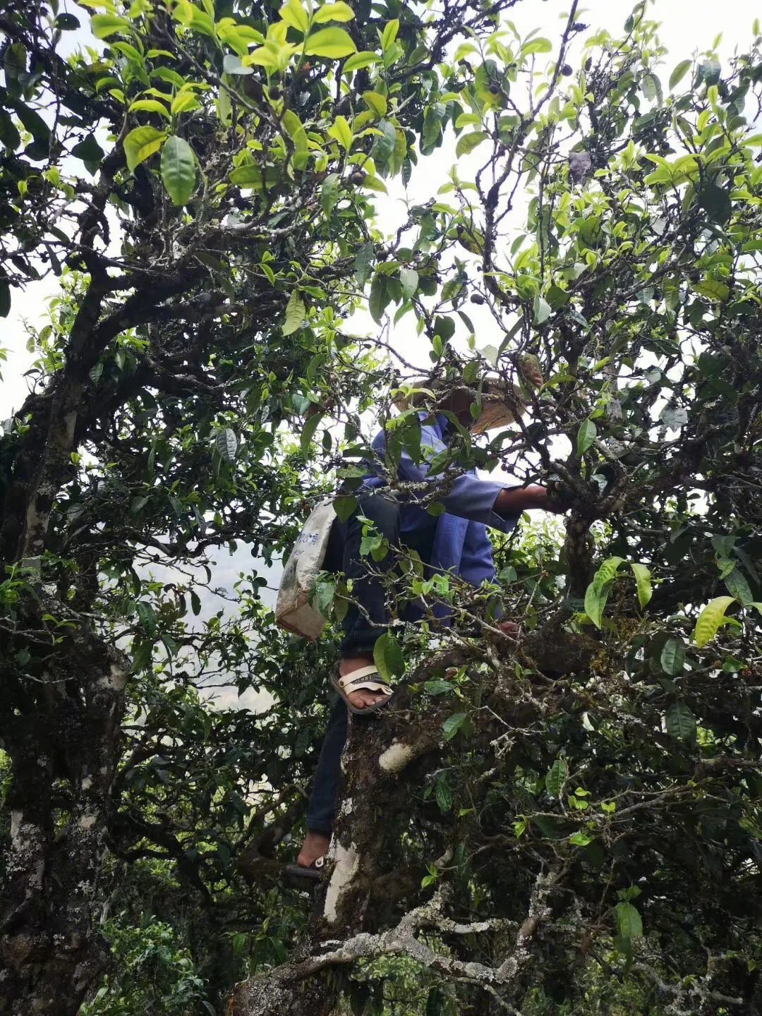 2023年寧洱擺尾箐古樹春茶品質(zhì)如何？