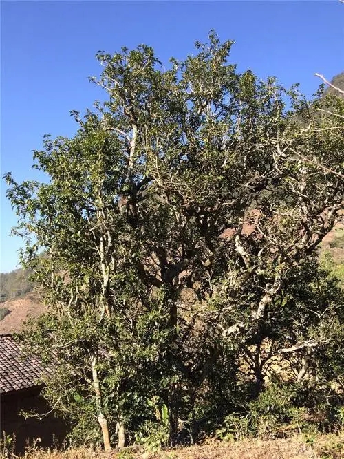 2023年寧洱擺尾箐古樹春茶價格是多少？