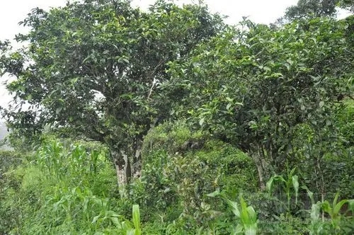 2023年鎮(zhèn)沅老海塘古樹春茶特點 是什么？