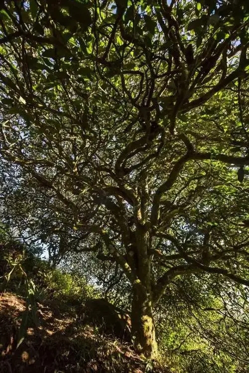 2023年鎮(zhèn)沅老烏山古樹春茶品質(zhì)如何？