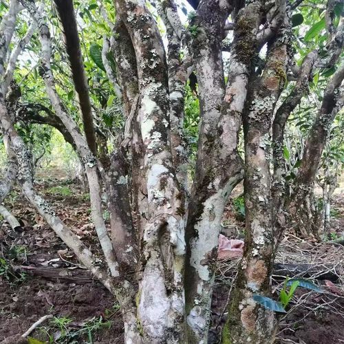 2023年鎮(zhèn)沅老烏山古樹春茶價格是多少？