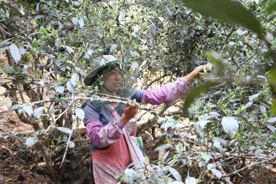 2023年普洱老安寨古樹春茶口感怎么樣？