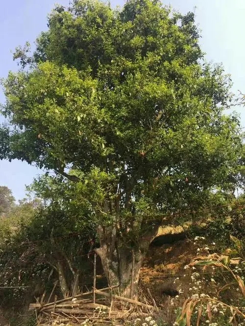 2023年千家寨古樹春茶特點(diǎn)是什么？