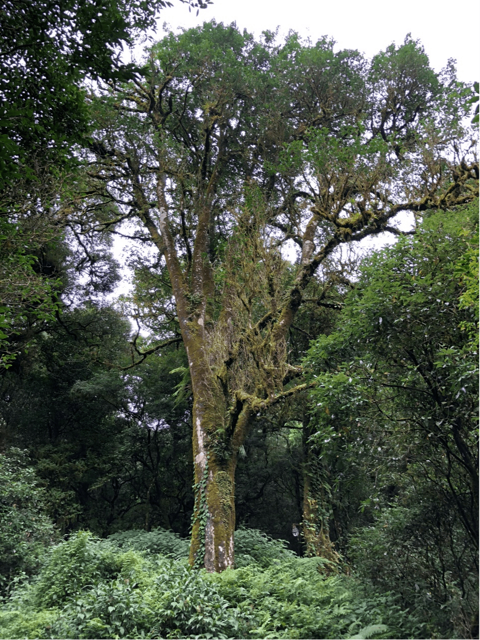 2023年千家寨古樹春茶價格是多少？