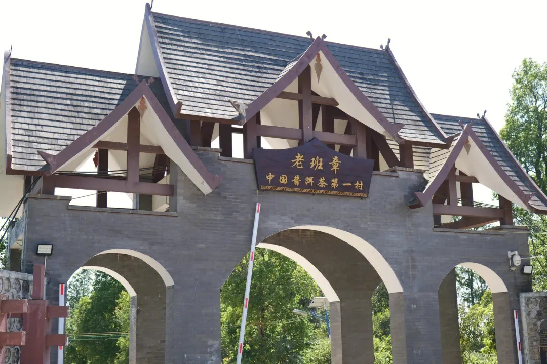 2024年老班章古樹春茶價格是多少？