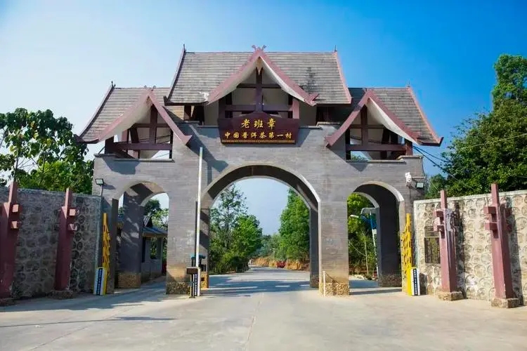 2024年老班章古樹(shù)春茶口感是什么？