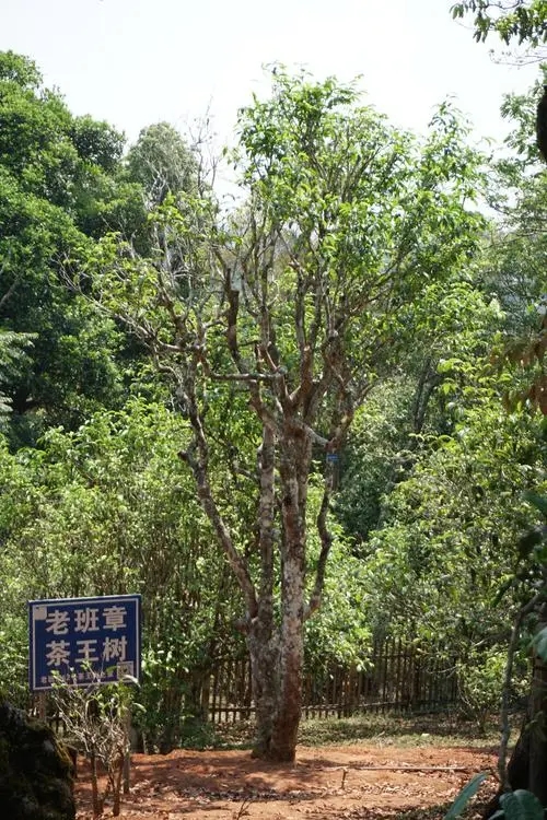 2024年老班章古樹(shù)春茶特點(diǎn)是什么？