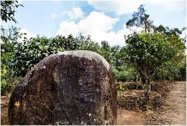 2024年老班章古樹(shù)春茶多少一公斤？