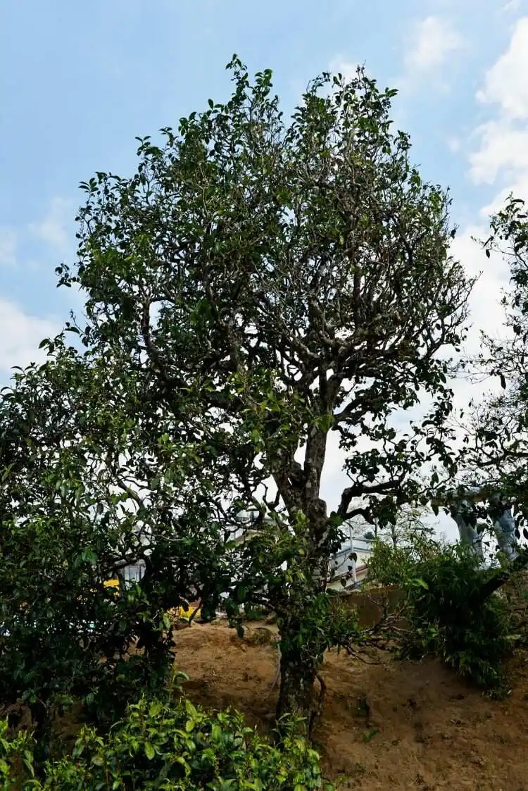 2024年冰島老寨古樹(shù)春茶口感是什么？