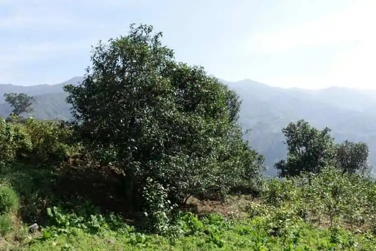 2024年冰島老寨古樹(shù)春茶特點(diǎn)是什么？