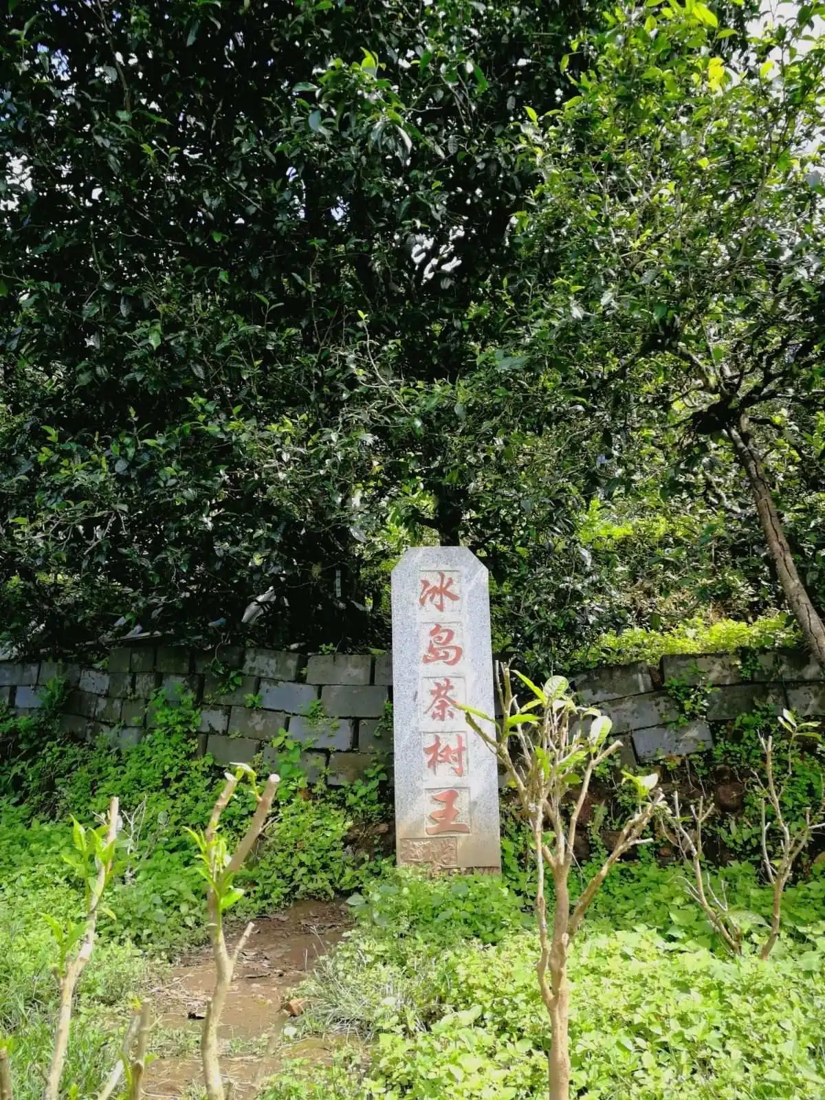 2024年冰島老寨古樹(shù)春茶價(jià)格多少？