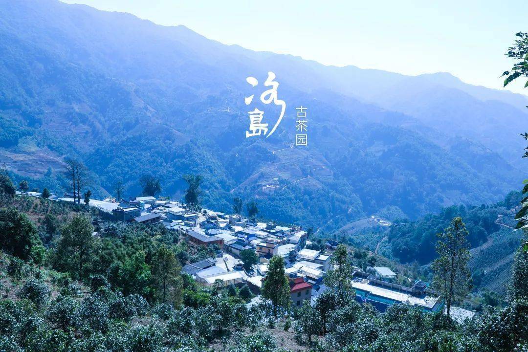 2024年冰島老寨古樹(shù)春茶多少錢(qián)一公斤？