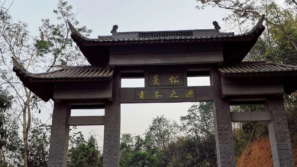 2024年曼松古樹(shù)春茶品質(zhì)如何？