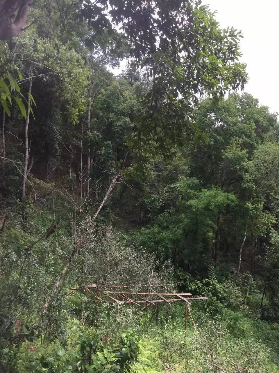 2024年曼松古樹(shù)春茶特點(diǎn)是什么？