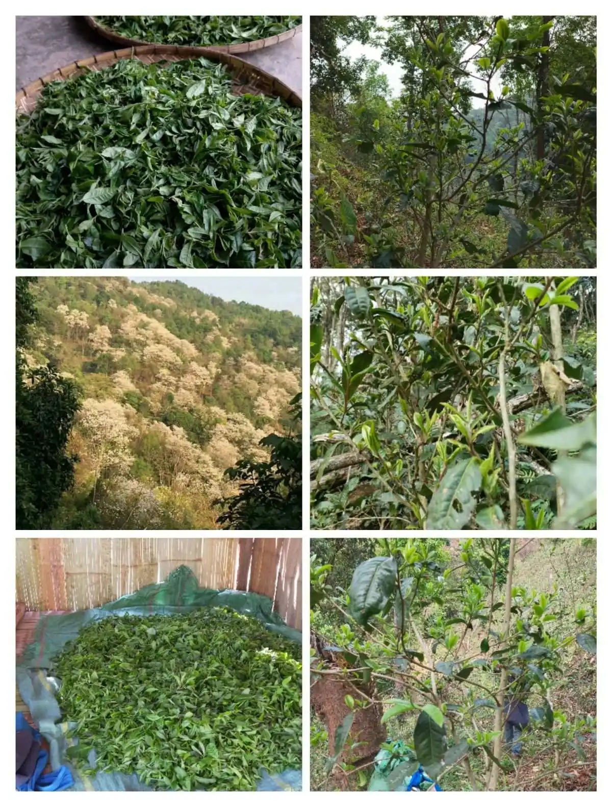 2024年曼松古樹(shù)春茶價(jià)格是多少？