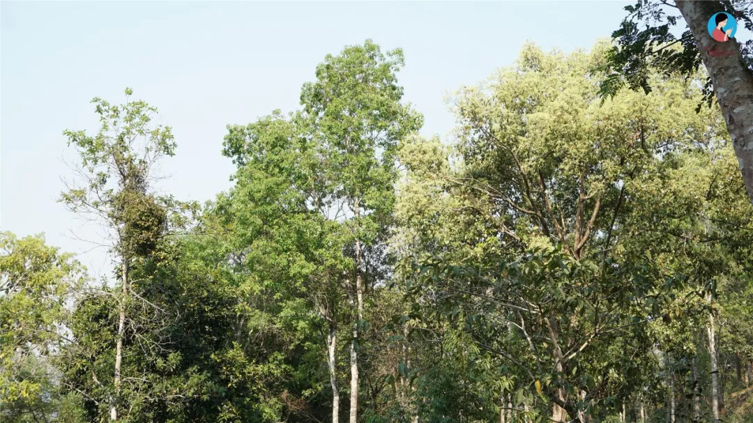 2024年曼松古樹(shù)春茶多少錢(qián)一公斤？