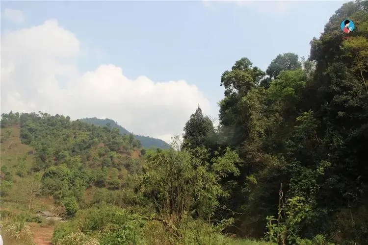 2024年薄荷塘古樹(shù)春茶品質(zhì)怎么樣？