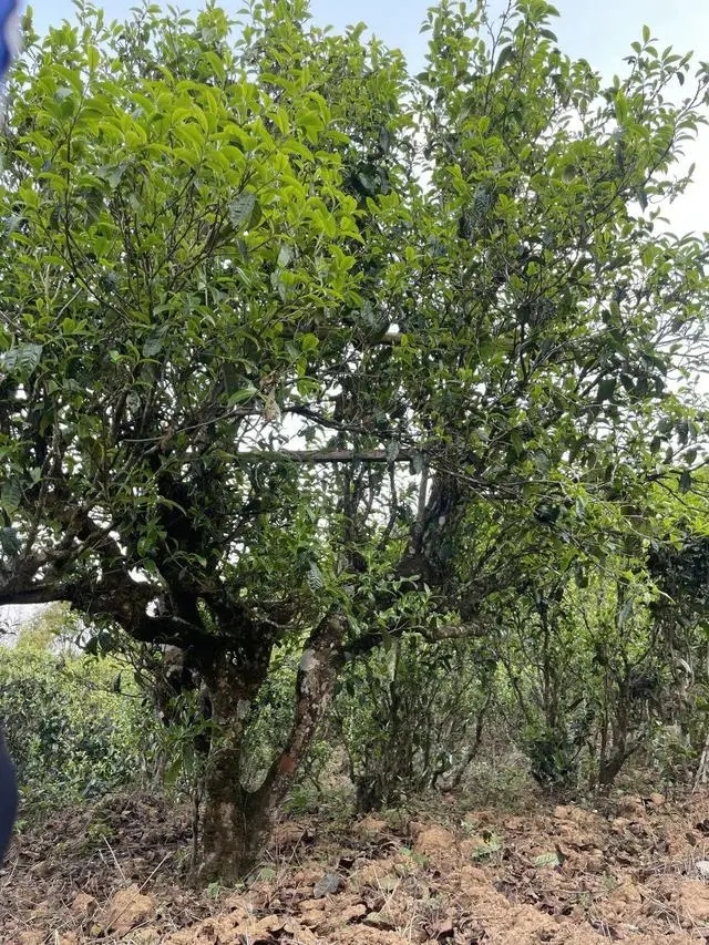 2024年薄荷塘古樹(shù)春茶價(jià)格是多少？