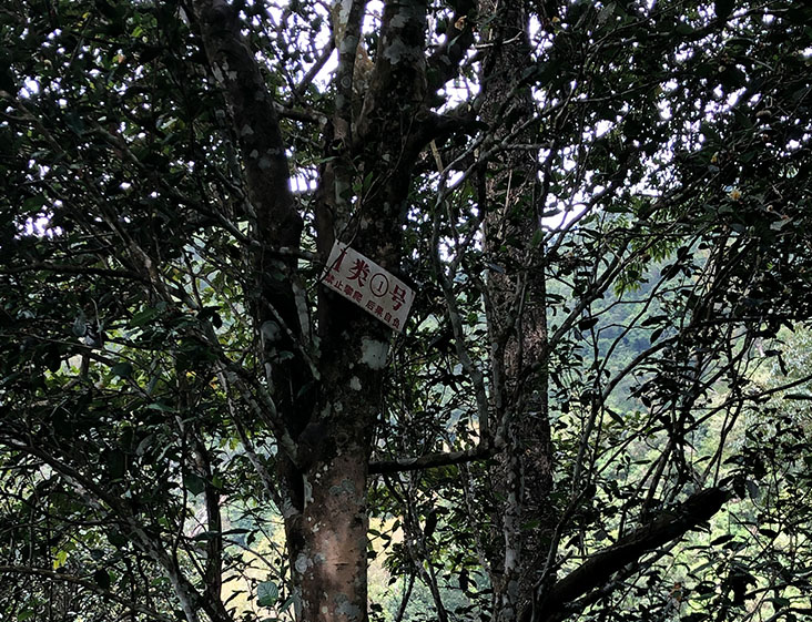 2024年薄荷塘古樹(shù)春茶多少錢(qián)一公斤？