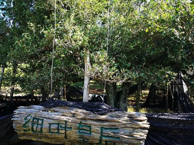 2024年困鹿山古樹(shù)春茶口感如何？