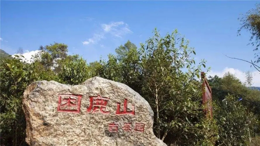 2024年困鹿山古樹(shù)春茶特點(diǎn)是什么？