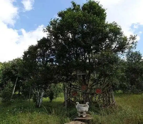 2024年困鹿山古樹(shù)春茶價(jià)格是多少？