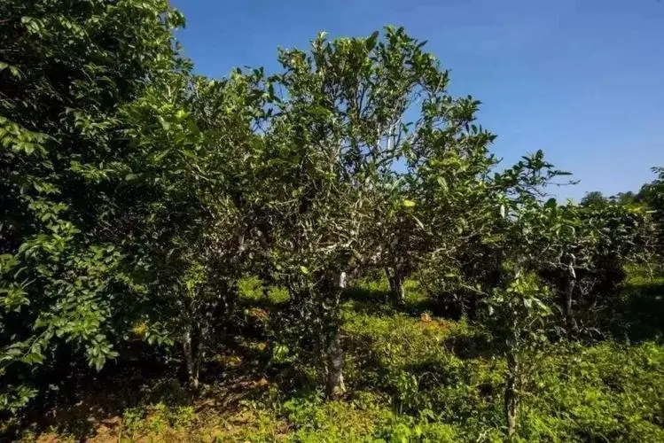 2024年迷帝古樹春茶特點是什么？