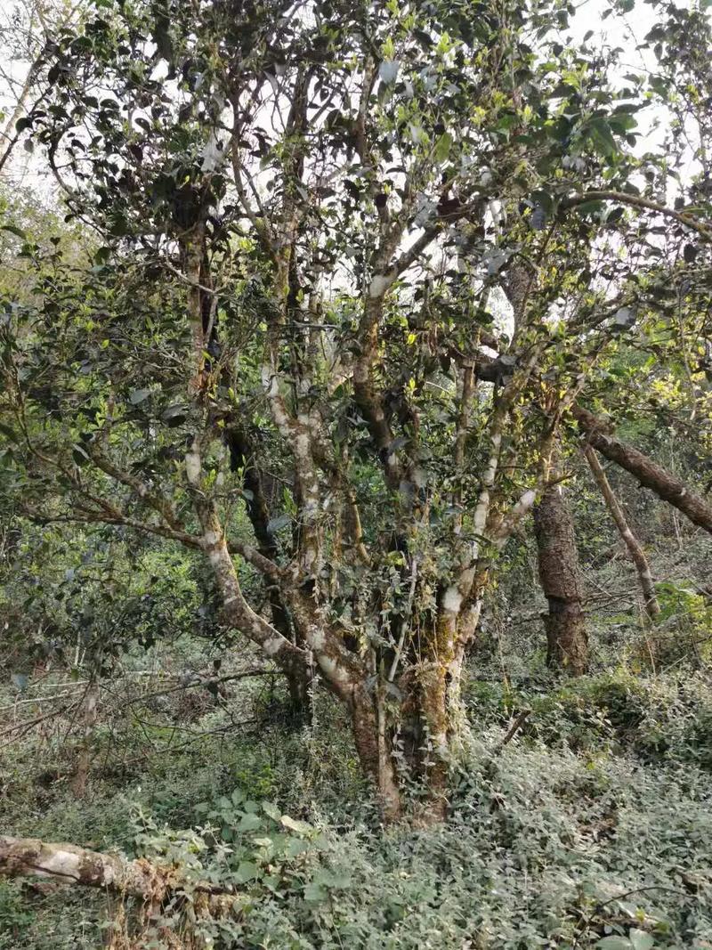 2024年迷帝古樹春茶口感如何？