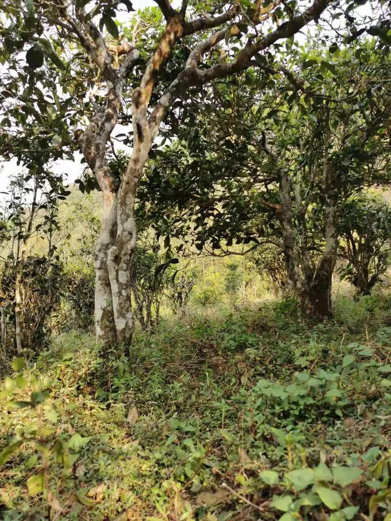 2024年迷帝古樹春茶品質(zhì)怎么樣？