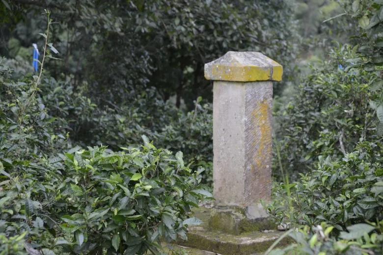 2024年迷帝古樹春茶價格是多少？