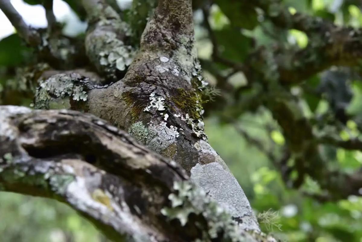 2024年迷帝古樹春茶多少錢一公斤？