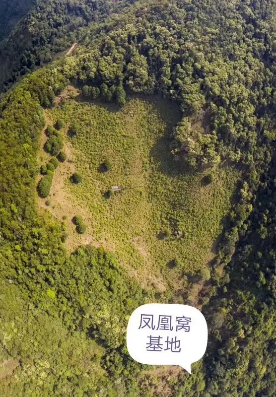 2024年墨江鳳凰窩古樹春茶口感如何？