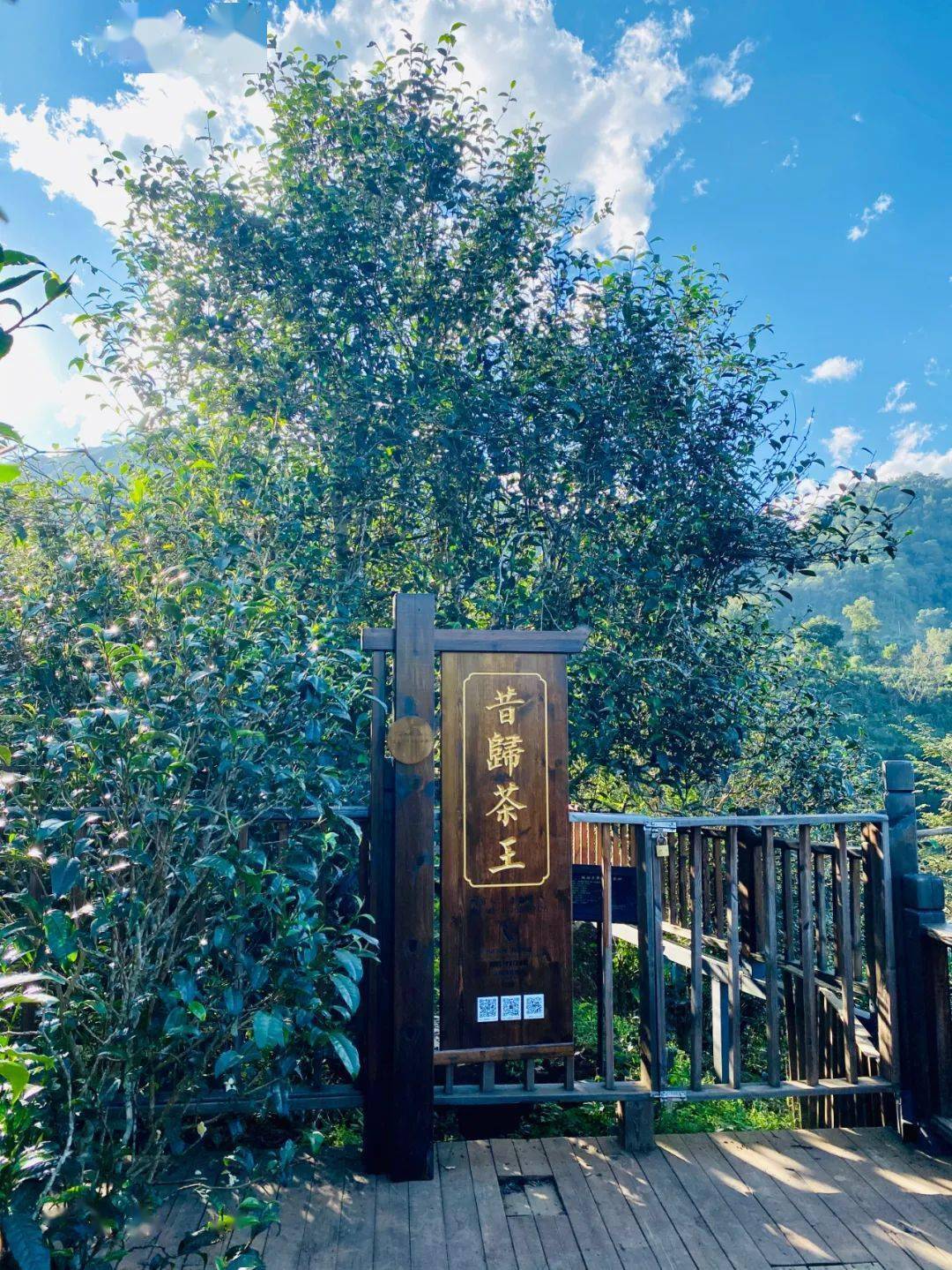 2024年昔歸古樹春茶品質(zhì)如何？