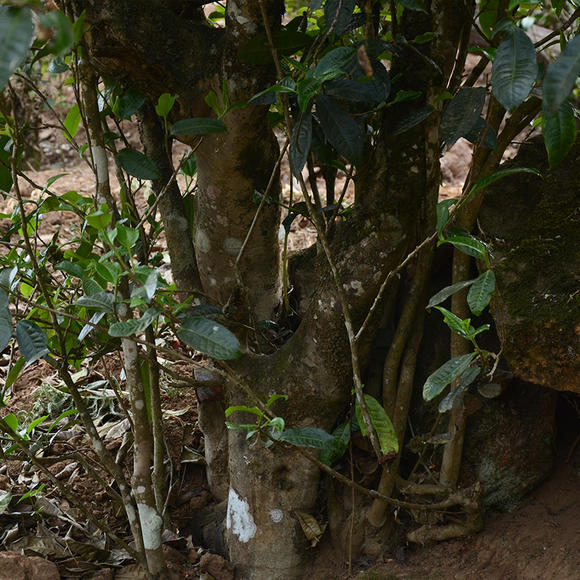 2024年磨烈古樹春茶口感怎么樣？