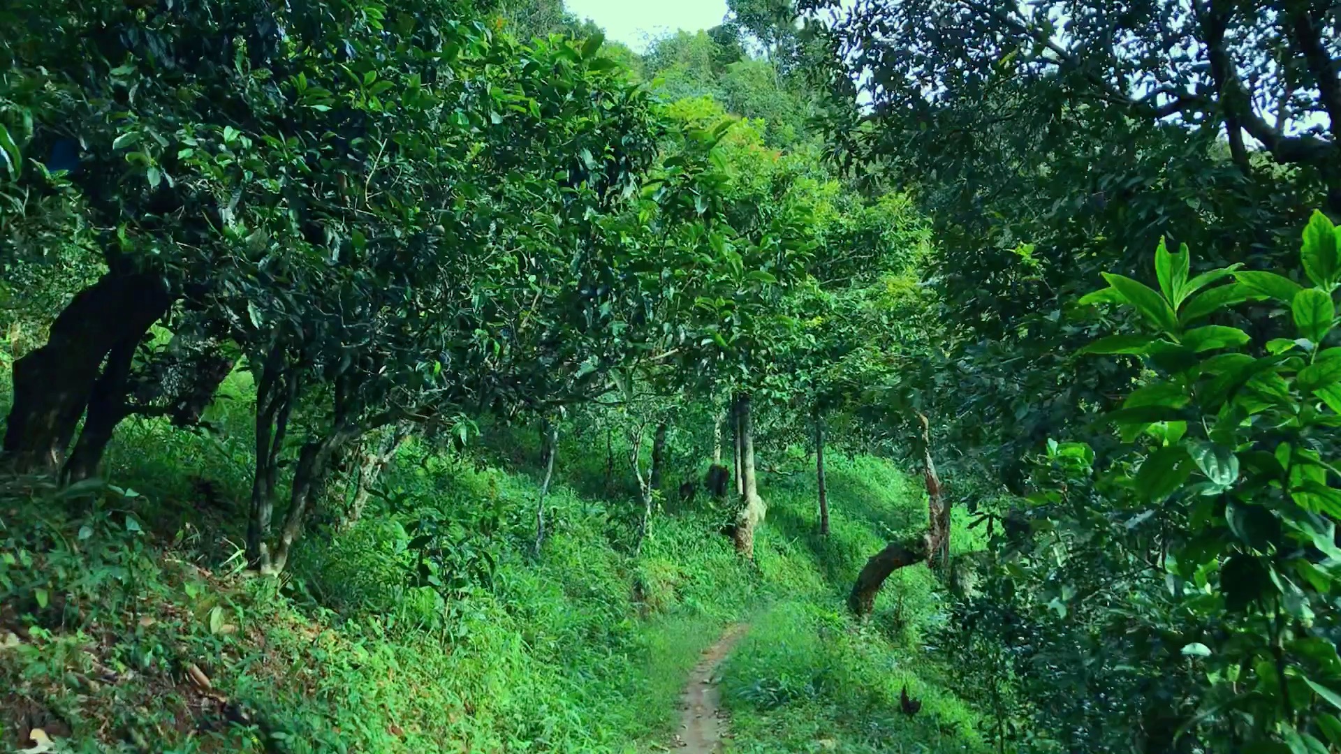 2024年磨烈古樹春茶品質(zhì)如何？