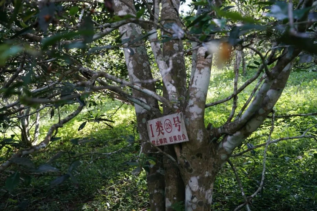 易武巔峰薄荷塘，普洱茶界最神奇最瘋狂的存在
