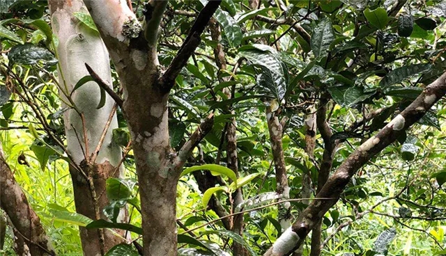 2025年易武古樹春茶品質(zhì)怎么樣？