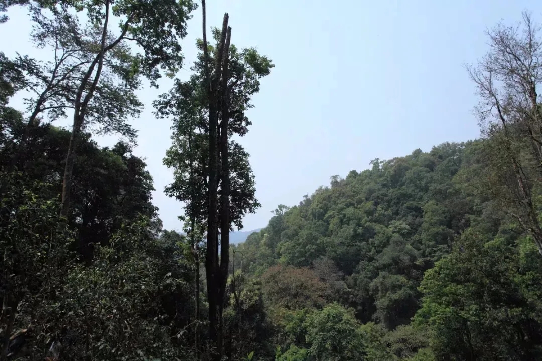 2025年易武古樹春茶多少錢一公斤？