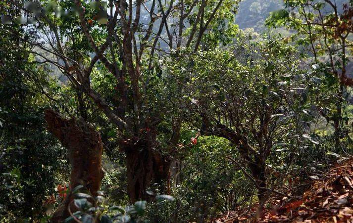 先有莽枝牛滾塘，之后才有普洱府