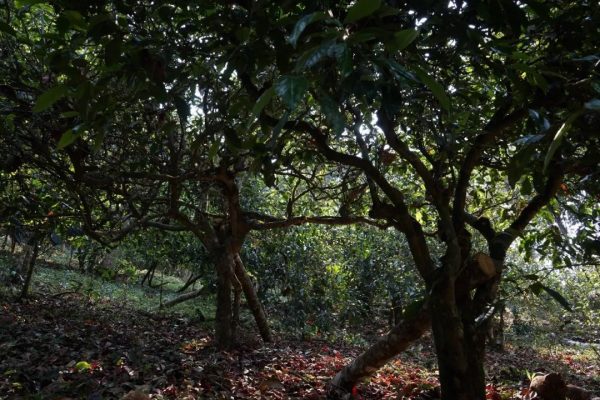 勐臘縣曼松古茶廠(chǎng)